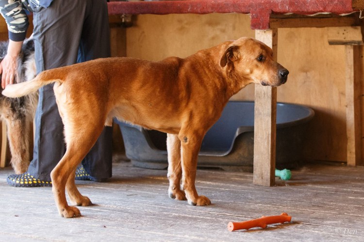 Барбос фото