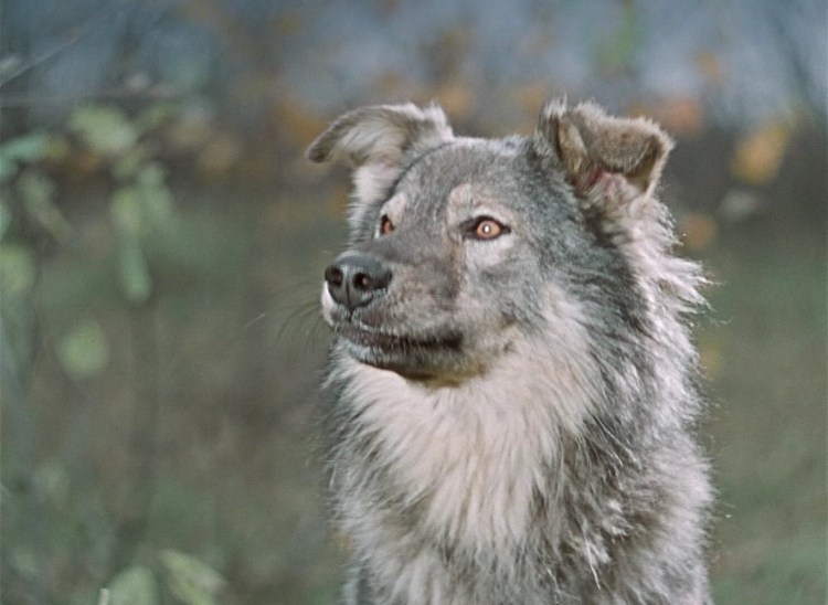 Пёс Барбос и необыкновенный кросс