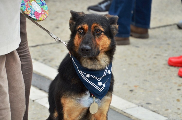 Собака Барбос