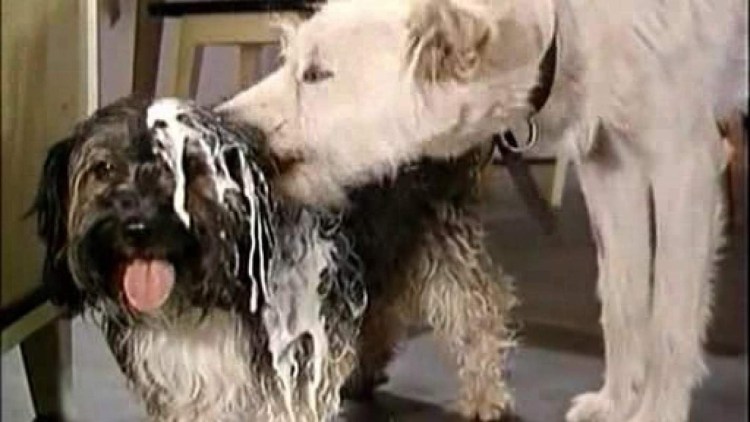 Бобик в гостях у Барбоса мультфильм