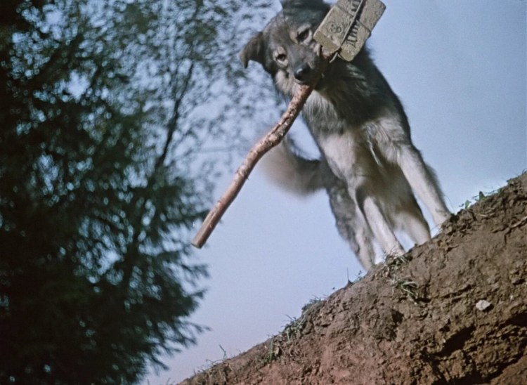 Черный лохматый пес порода