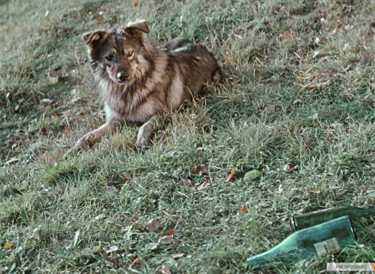 Барбос в гостях у Бобика 1964