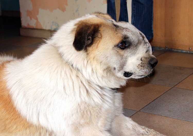 Барбос порода