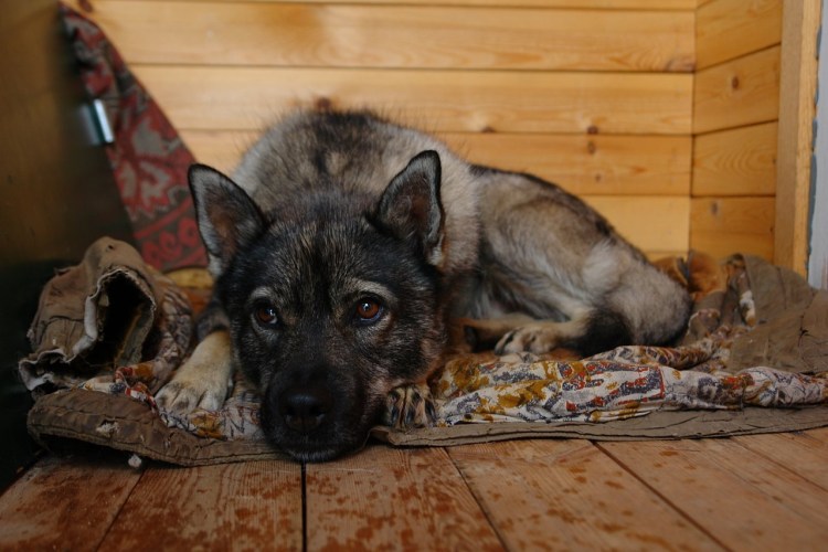 Барбос Александр Сергеевич