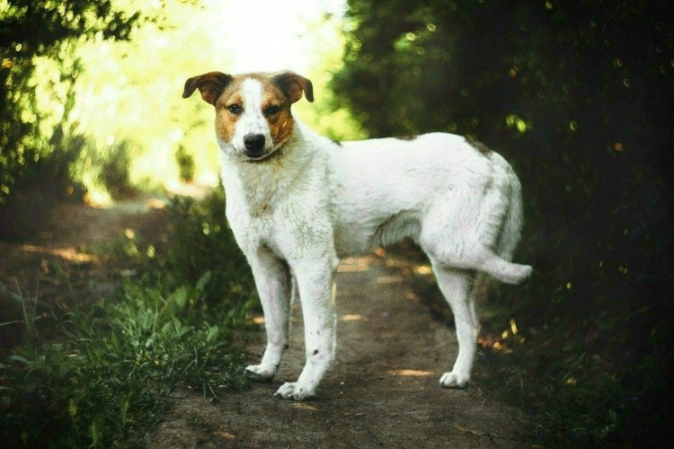 Порода Ба́рбос