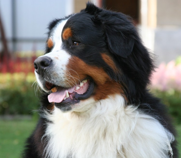 Раскраска собака Цвергшнауцер