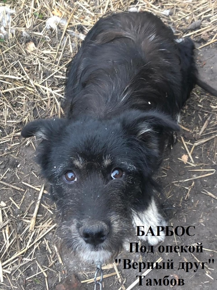 Бобик в гостях у Барбоса мультфильм 1977