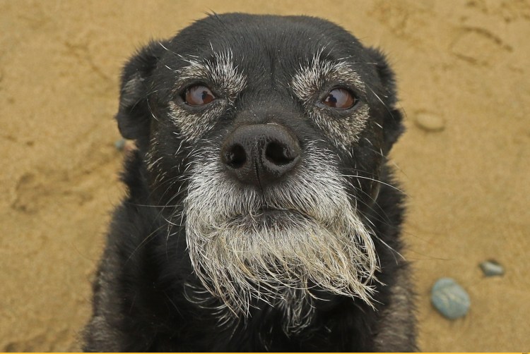 Барбос порода