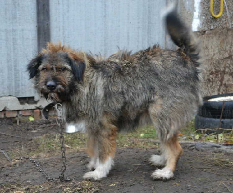 Пес Барбос фото