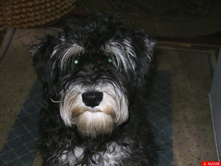 Собака в конуре спит