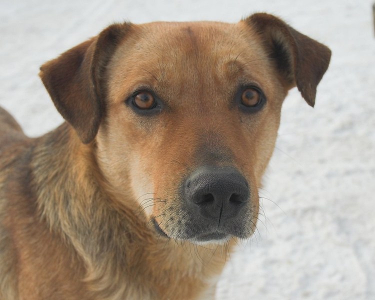 Барбос большая дворовая собака