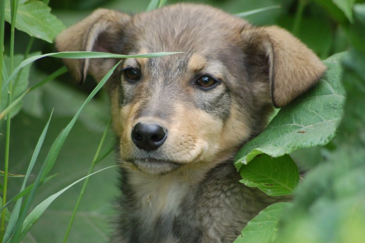 Дэниэл бэленджи собака ТЕЗ