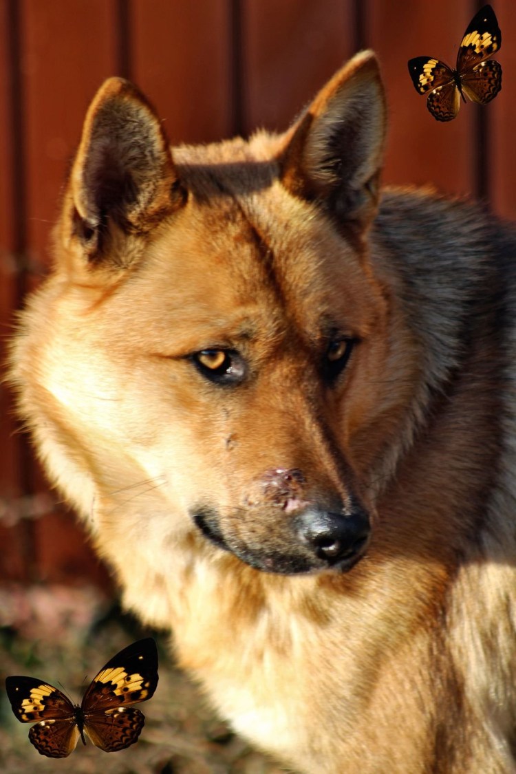 Пес Барбос фото