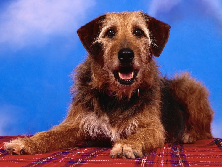 Барбос порода