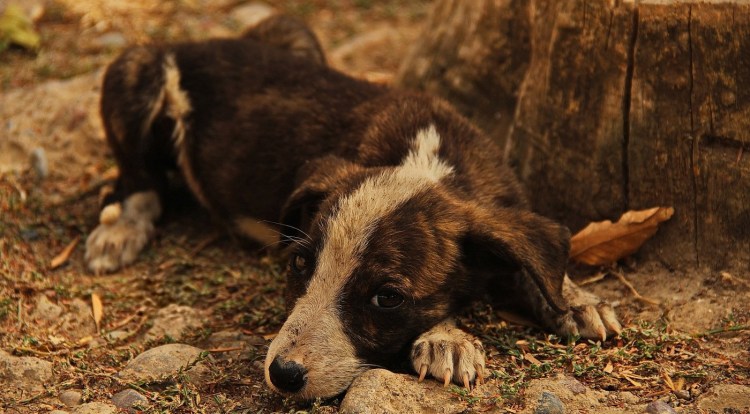 Собака Барбос