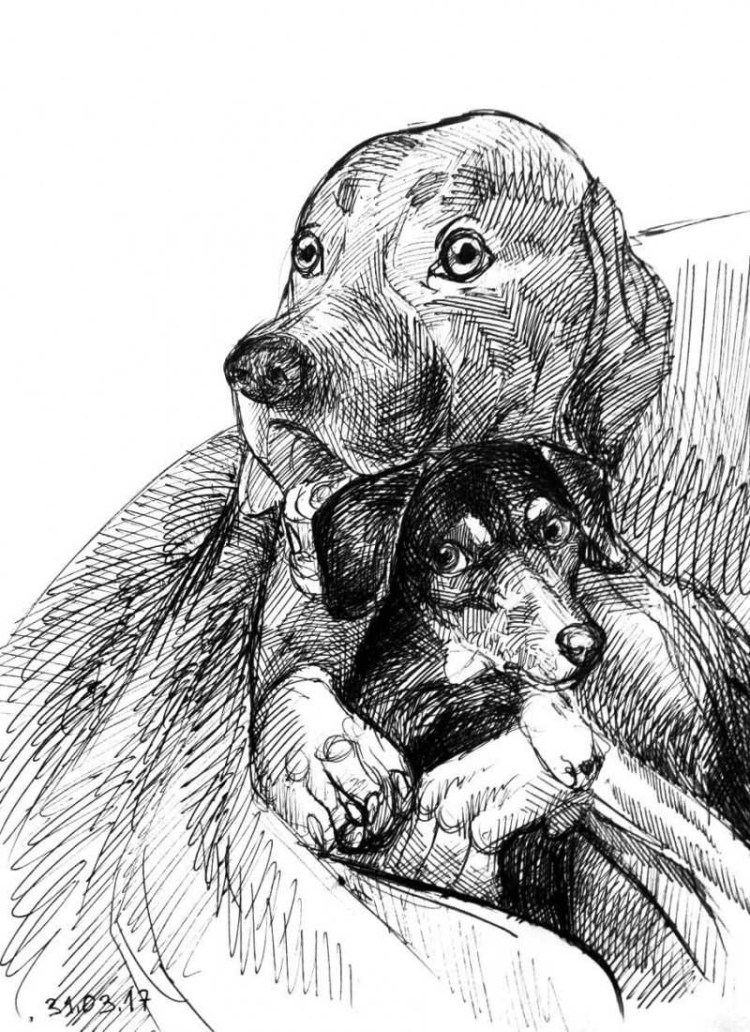 Барбос порода собак