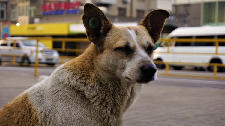 Картинки Барбоса собаки