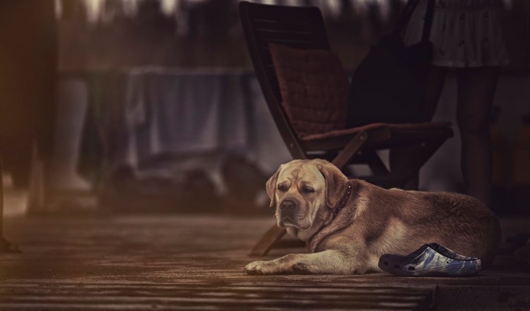 Барбос Тамбов