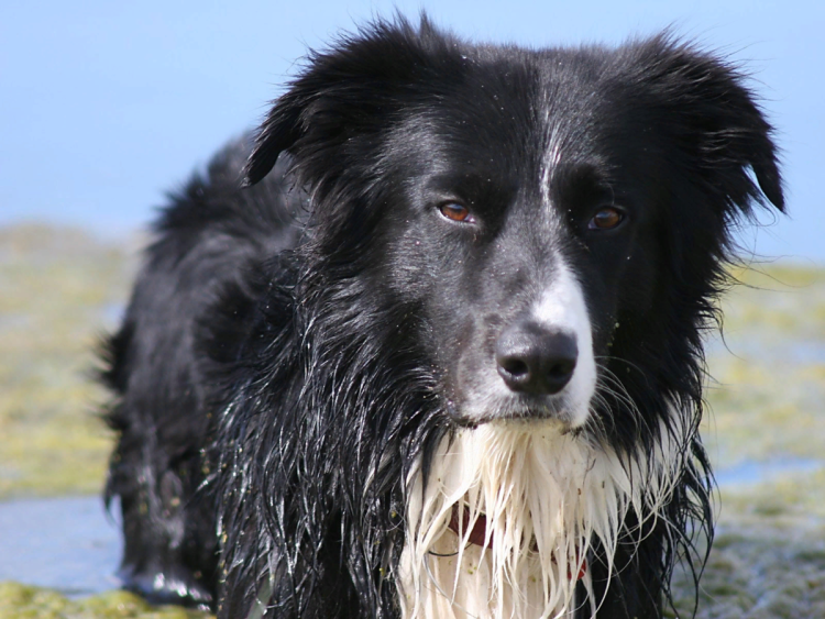 Собака с бородой