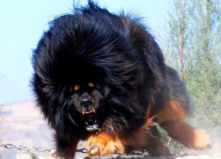 Китайский тибетский мастиф