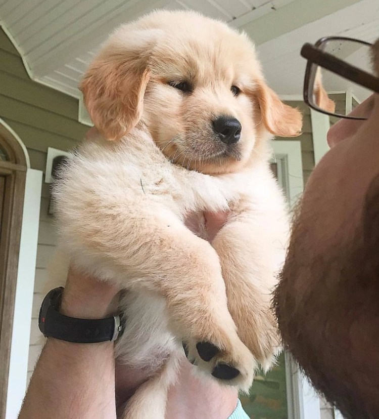 Дружелюбная собака