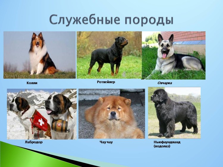 Породы служебных собак с фотографиями и названиями пород собак