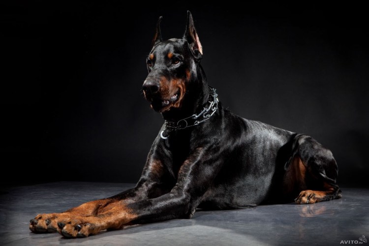 Доберман бойцовская
