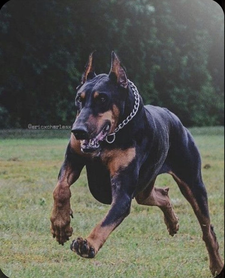 Злые собаки породы Доберман