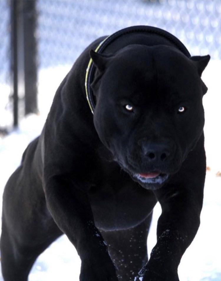 Стаффордширский терьер черн