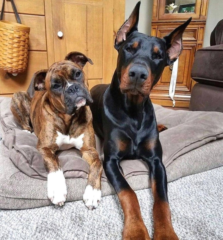 Доберман и тигровый боксер