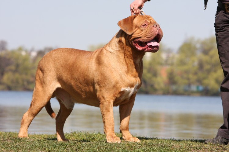 Питбуль Тоса ину