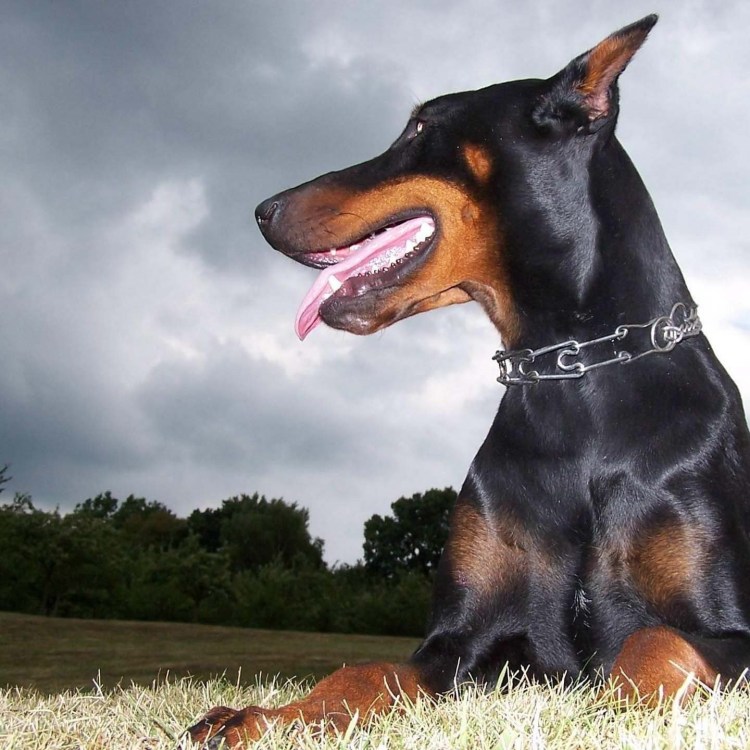 Доберман бойцовская