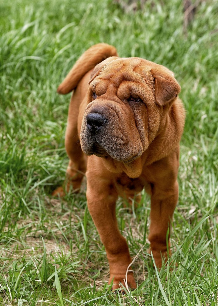 Канадский шарпей