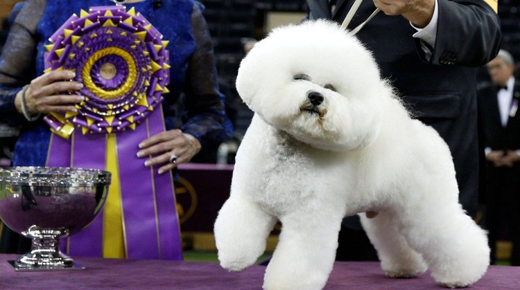 Бишон фризе чемпион мира