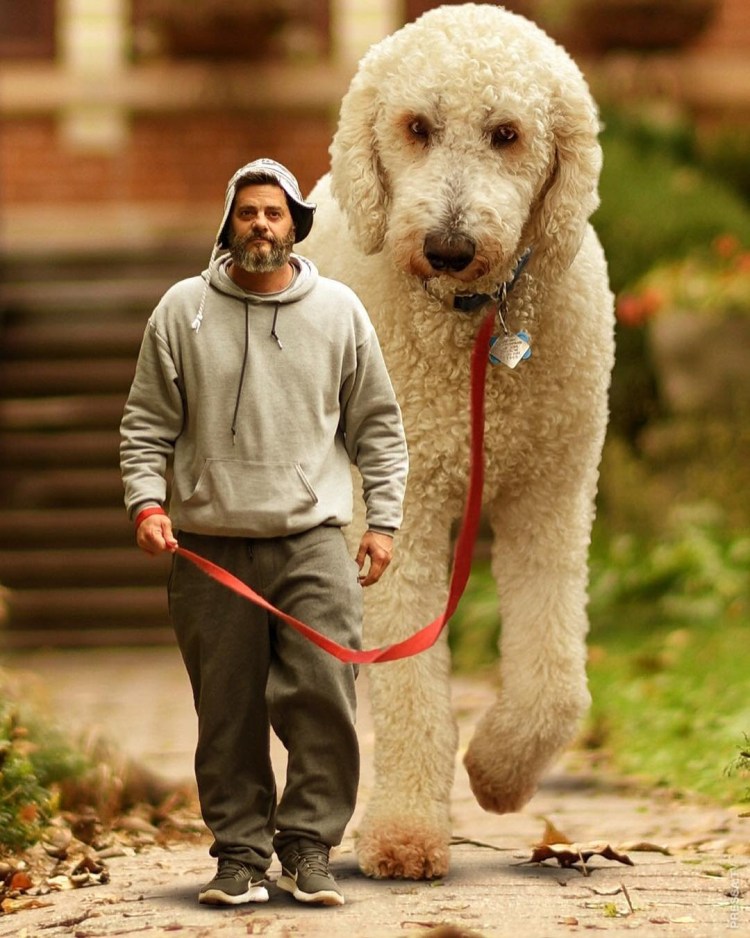 Необычные собаки