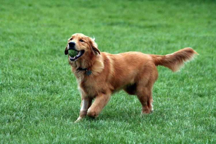 Золотистый ретривер