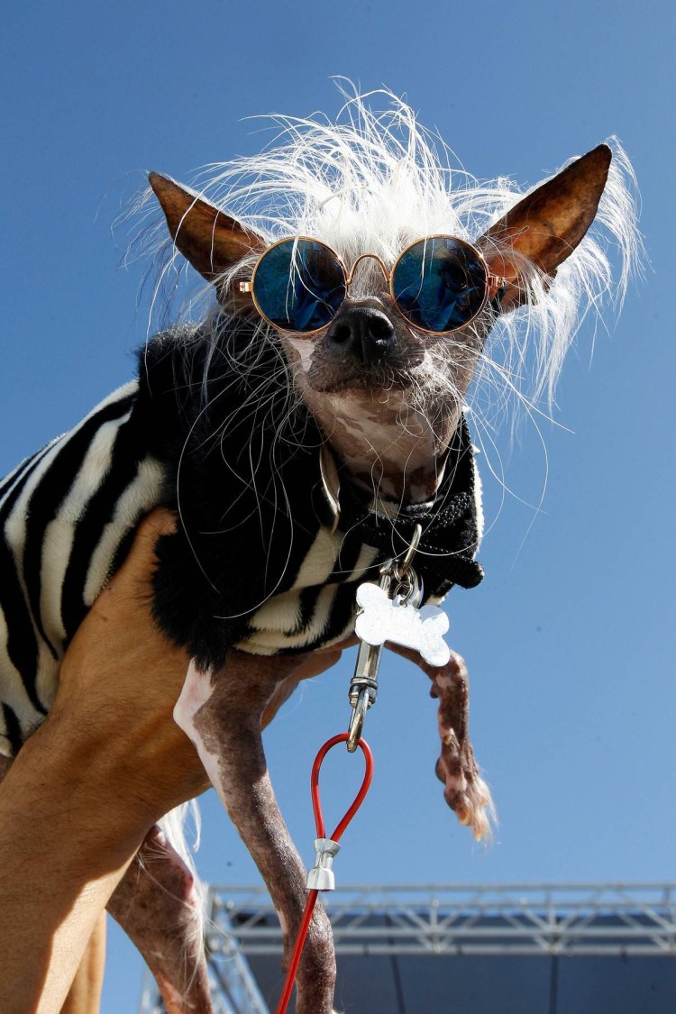 Самая уродливая собака в мире китайская хохлатая