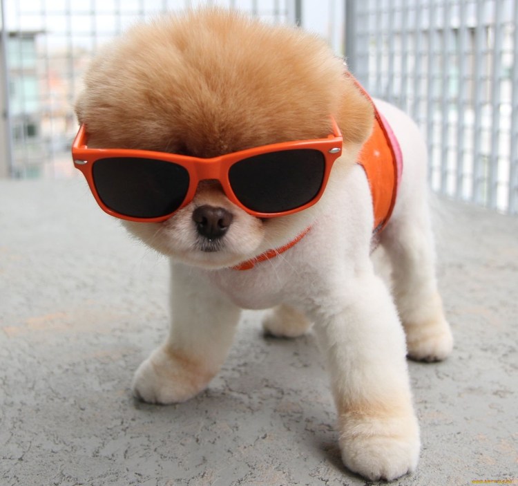 Самая милая собака