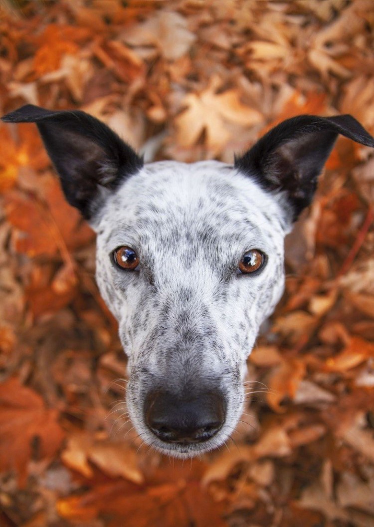 Интересные породы собак