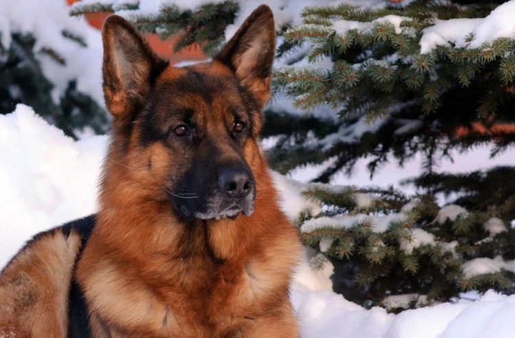 Чёрная немецкая овчарка зимой
