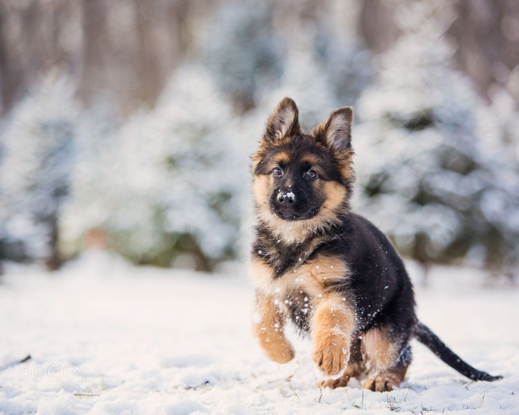 Немецкая овчарка ЗКС зима