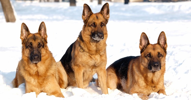 Немецкая овчарка чепрачного окраса зимой