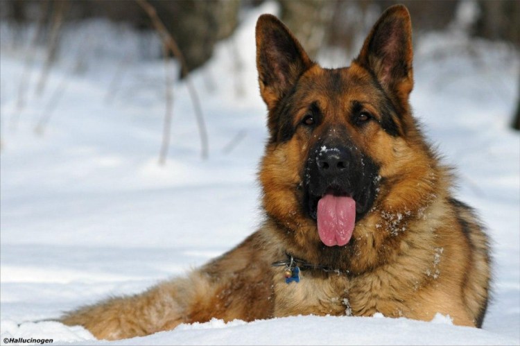 Немецкая овчарка пушистая