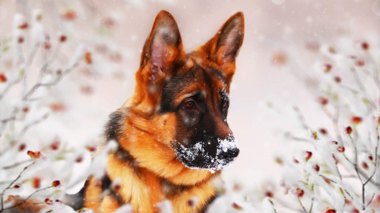 Немецкая овчарка