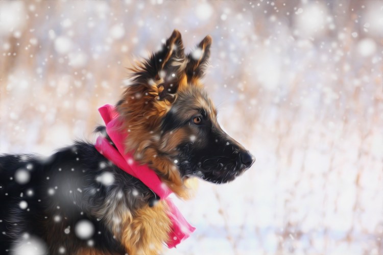 Длинношёрстная немецкая овчарк