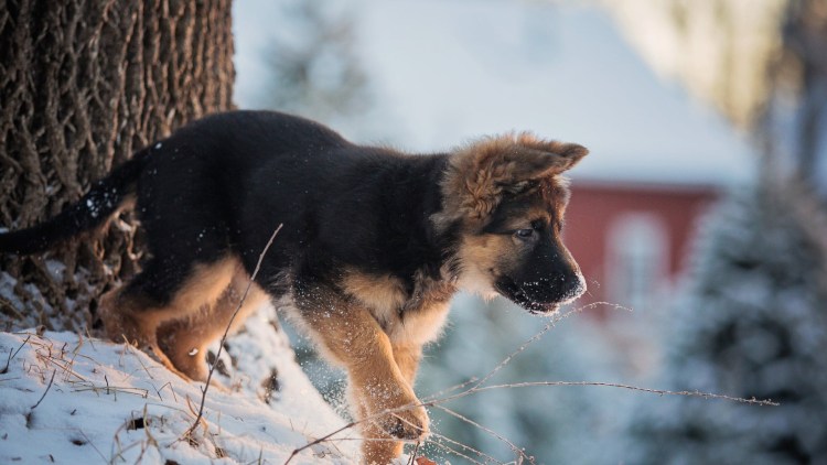 Женя Шилинцев