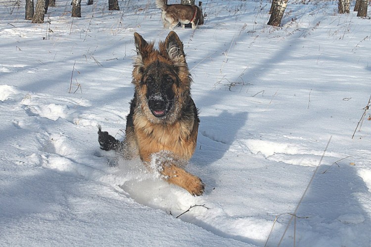Немецкая овчарка в лесу