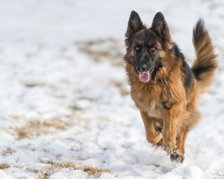 Немецкая овчарка