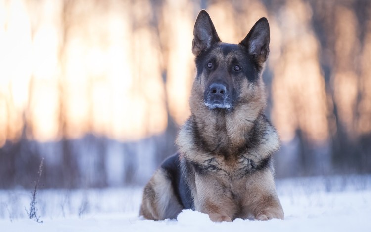 Немецкая овчарка на прогулке