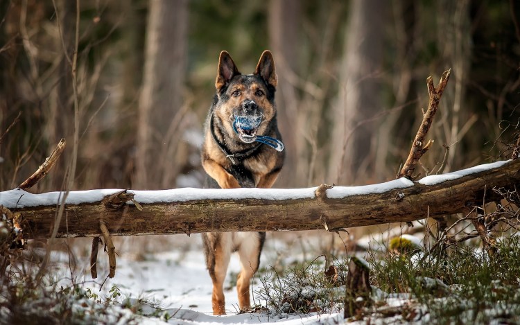 Северная овчарка